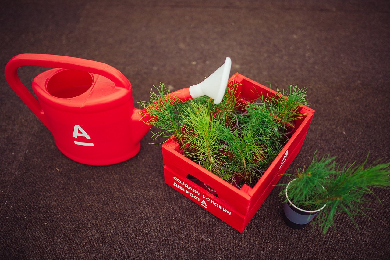 Альфа-Банк открыл акцию по посадке 500 сеянцев сосны в Архангельской области