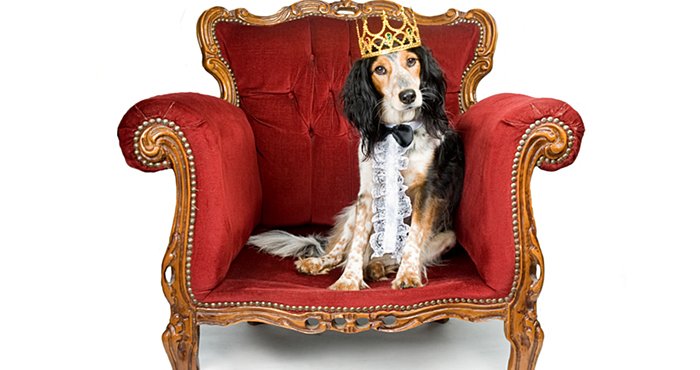 Самые богатые животные мира