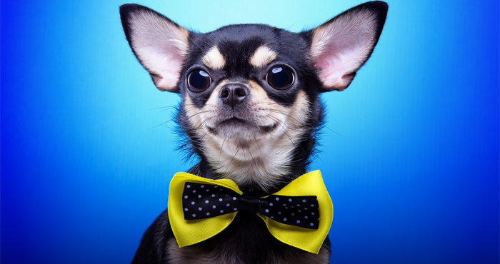 Как застраховать домашнее животное