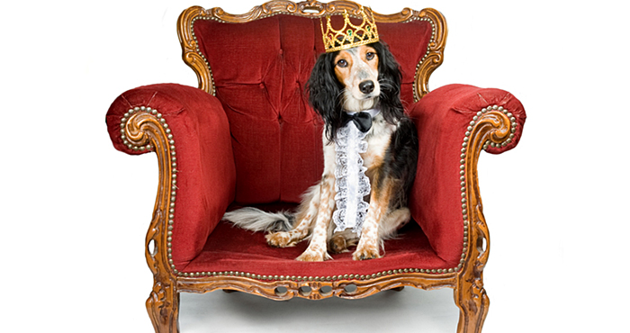 Самые богатые животные мира