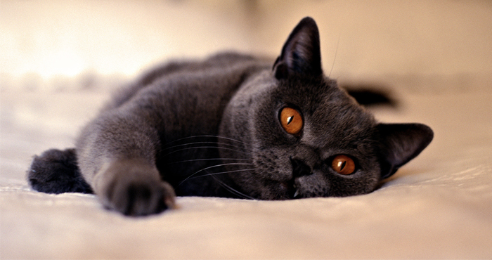 Самая богатая кошка