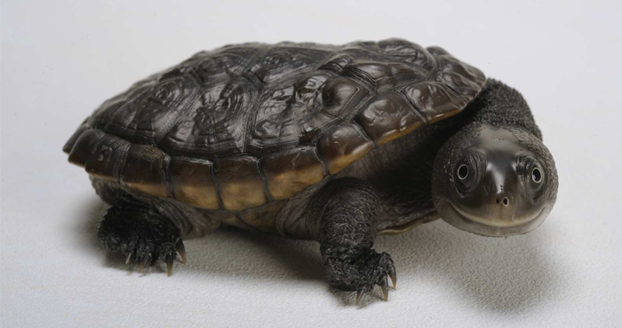 Самая богатая черепаха