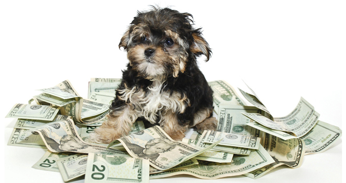 Самая удачливая собака