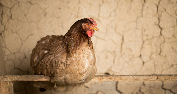 Самая богатая курица