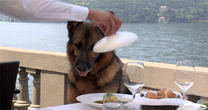 Самая богатая собака